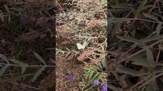 Учимся летать! DJI Osmo Pocket 3. #бабочка #природа смотреть онлайн