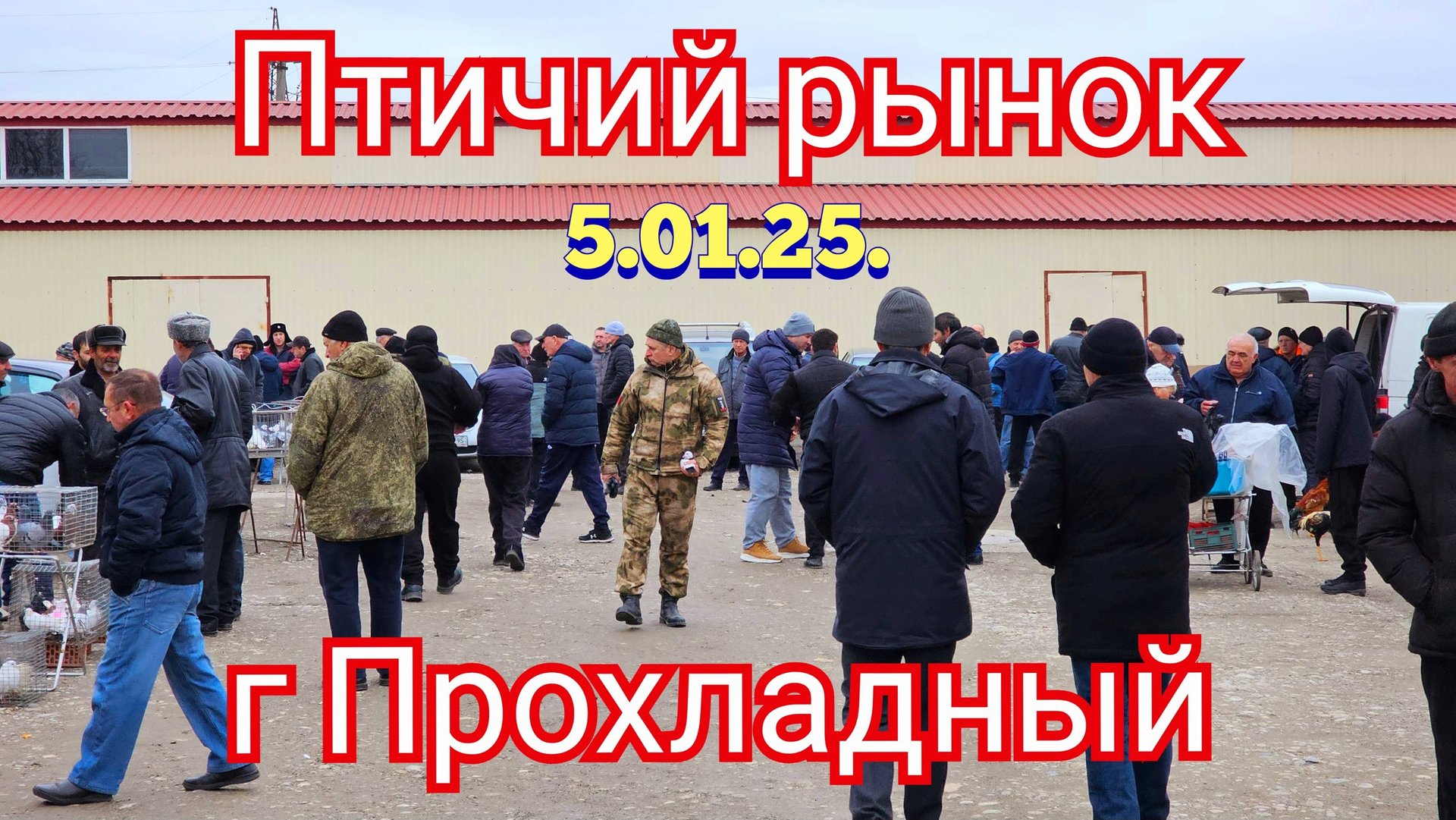 Голуби цены Птичий рынок г Прохладный 2025 смотреть онлайн