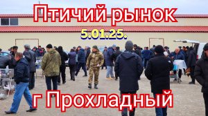 Голуби цены Птичий рынок г Прохладный 2025