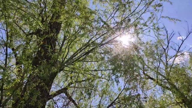 дерево и солнце смотреть онлайн