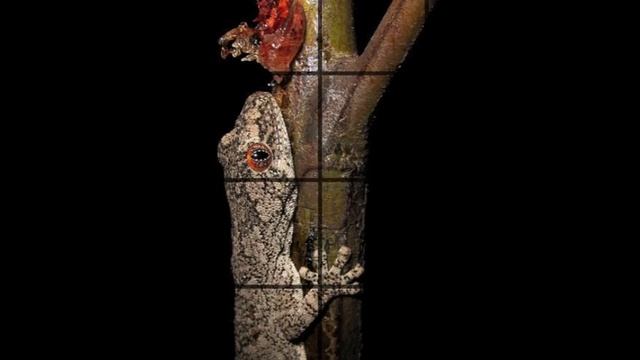 Spiny Tailed Gecko смотреть онлайн