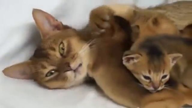 Мама кошка и котенок, очень трогательно