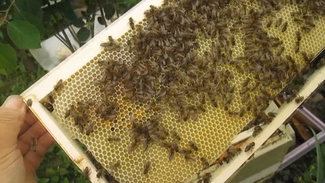 Осмотр роя в улье смотреть онлайн