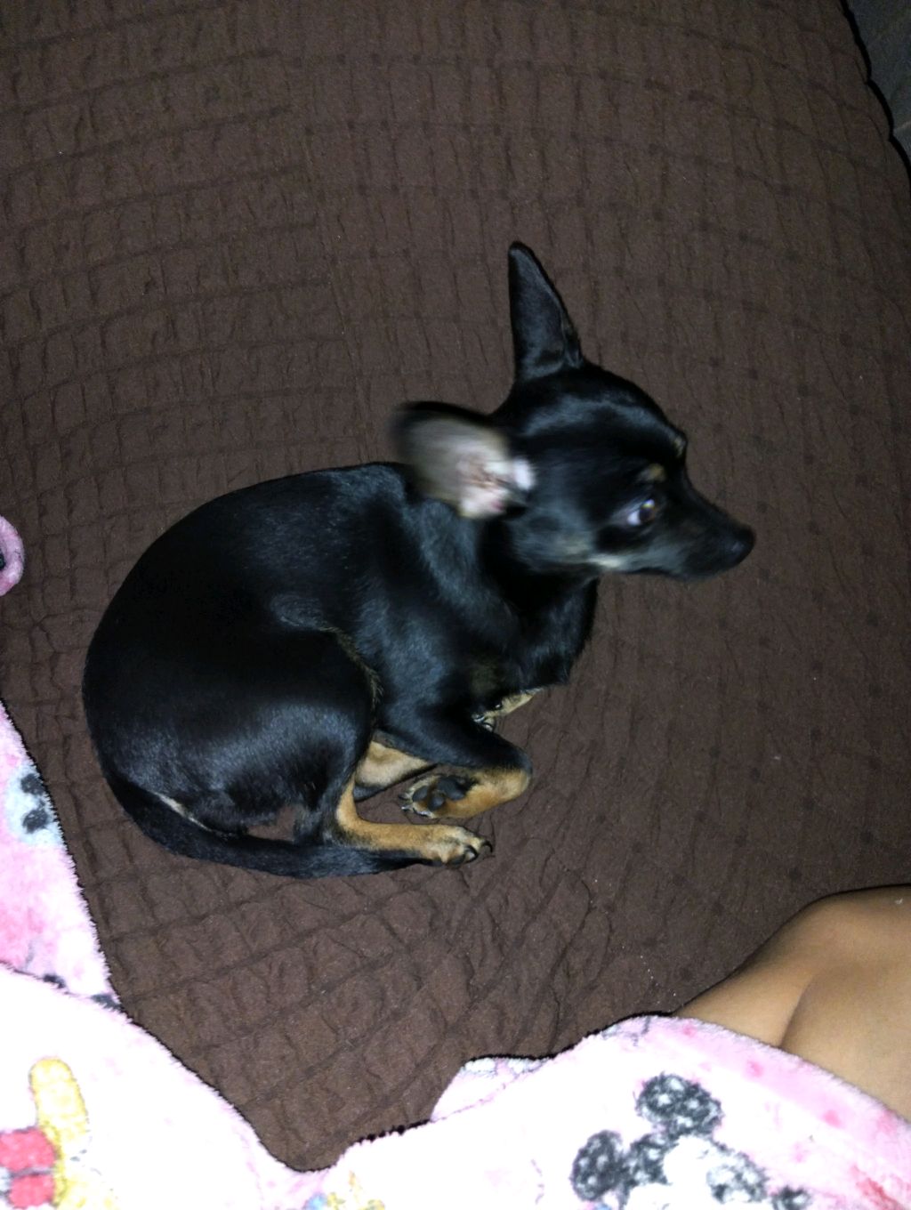 вся правда про дашу