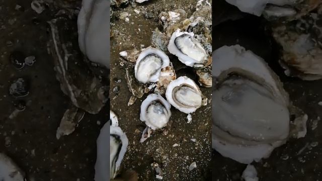 7 @湛江生蚝批发欢欢O3xvwvw7hrmzsgkk的精彩视频 смотреть онлайн