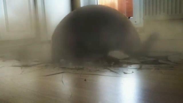 Кота размазала шаром. смотреть онлайн