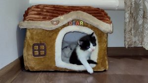 Мама-кошка и ее очаровательные котята в доме. Котята мяукают. (2)