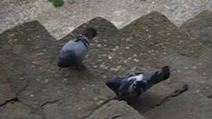 Горячие Крымские Голуби