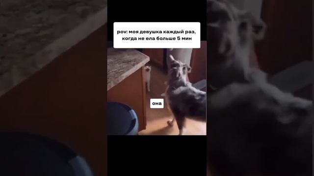 Позаботься обо всем заранее и закажи для нее доставку любимых блинчиков 😉 #fodie #food #funny #meme смотреть онлайн