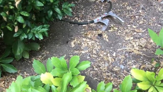 Tarantula Hawk Wasp Digs A Burrow and Pulls Spider In! смотреть онлайн