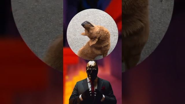 Присел стоя поспать