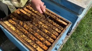 ТЕСТ БАКФАСТА ОТ СКУПНОВЫХ В САРАТОВСКОЙ ОБЛАСТИ!!! 21.04.2024!!!