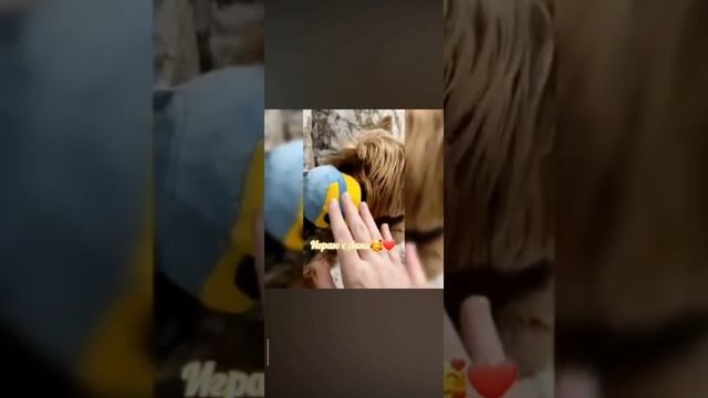 Играю с Лаки🥰 смотреть онлайн