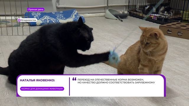 ПРЯМАЯ РЕЧЬ. Корм для котов смотреть онлайн