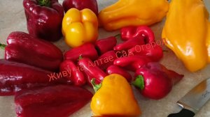 Урожайные сорта сладкого перца из каталога