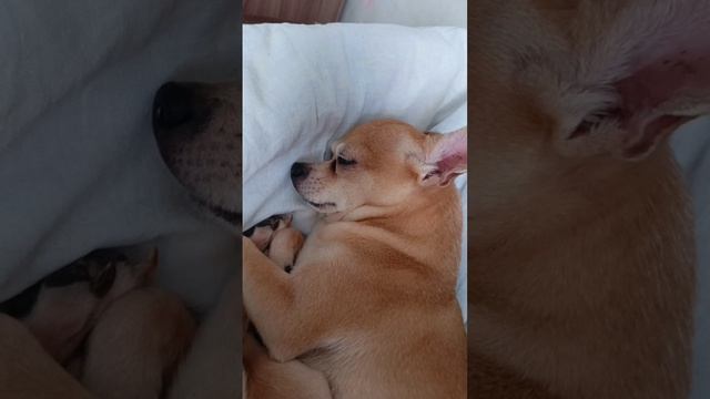 Собаки тоже храпят