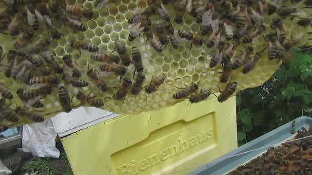 пчеловодство на ячейке 4,9 мм - пчелы искусственного роя строят пчелиную ячейку 4,88 мм , 1.06.2024 смотреть онлайн