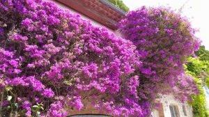 Гримо Франция 🇨🇵 Экскурсия по французской деревне 🌞 Красивые деревни во Франции 🌸