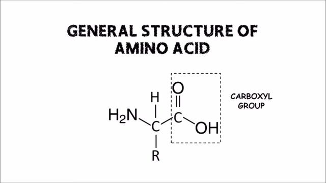 The amino acid смотреть онлайн