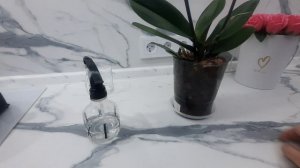 Опрыскивание орхидей простой водой