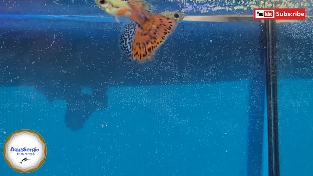 Красивые или нет?(гуппи,guppy) beautiful or not? смотреть онлайн