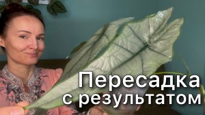 Пересадка редкой Алоказии ДЫХАНИЕ ДРАКОНА ‘ Dragons Breaгth’ из торфа в керамзит С РЕЗУЛЬТАТОМ