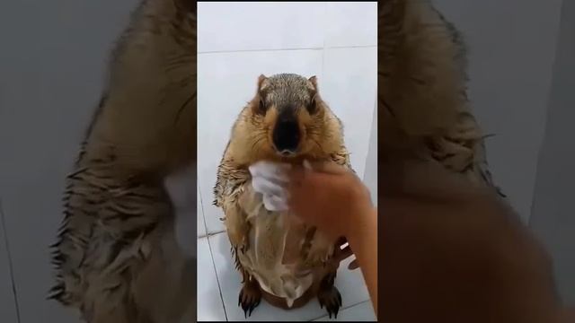 Моем суслика смотреть онлайн