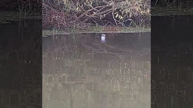 Тульская обл. р. Титяковка.р. Марковка душа поёт когда клюёт смотреть онлайн