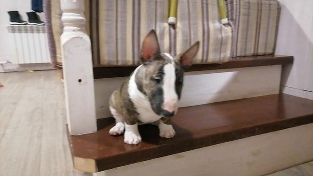 Минибультерьер