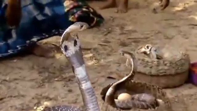 Steve Irwin - Crocodile Hunter - Die Schlangeninsel (2/4) смотреть онлайн