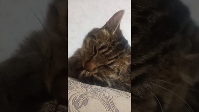 умылспать смотреть онлайн