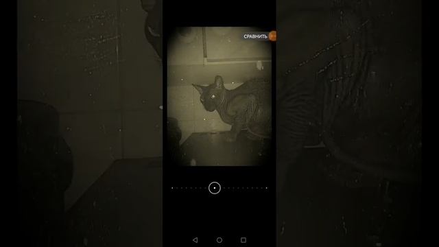 мой кот цезарь смотреть онлайн