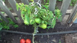 Помидор СИБИРСКИЙ СКОРОСПЕЛЫЙ