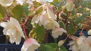 Бегония Шардоне и Белина Ванилла