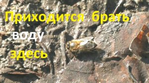 Запасают ли пчелы воду