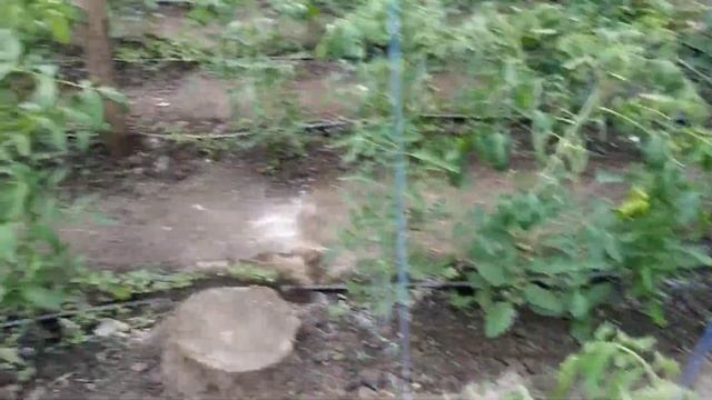 томаты,еще вегетация смотреть онлайн