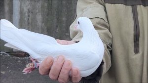 Голуби из с. Кугульта 8-909=756=02=72 Владимир