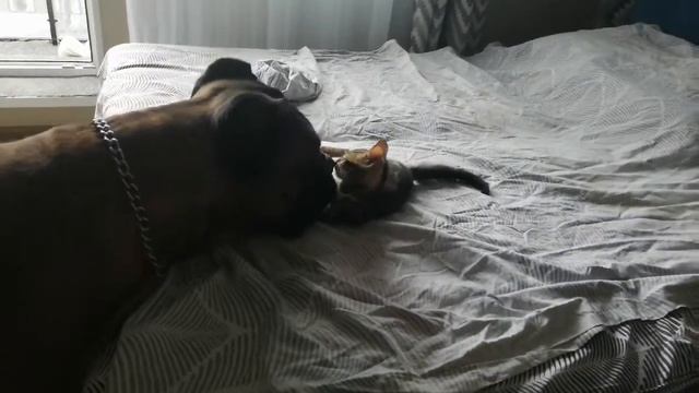 Сиська разносит Чак Чака. Друг котёнка 50кг Кане Корсо. смотреть онлайн