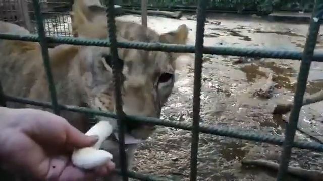 Заманили бананом) львята смотреть онлайн