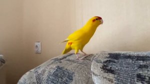 Какарик разговаривает