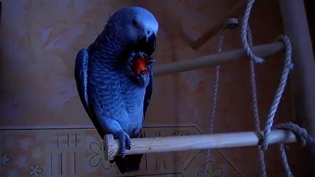 whisky frißt paprika смотреть онлайн