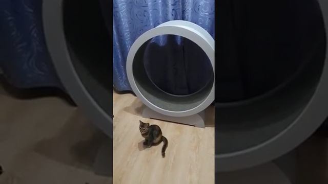Когда кошка за здоровый образ жизни 🐅🐈😂 смотреть онлайн
