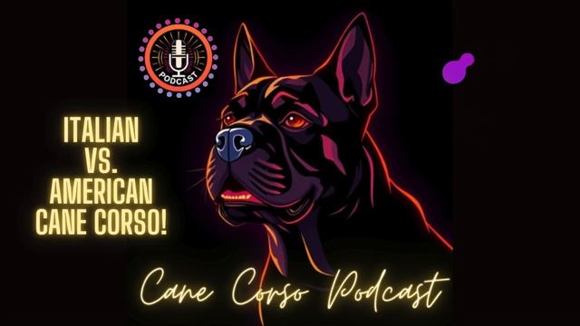 Italian Vs. American Cane Corso: A Comparison! смотреть онлайн