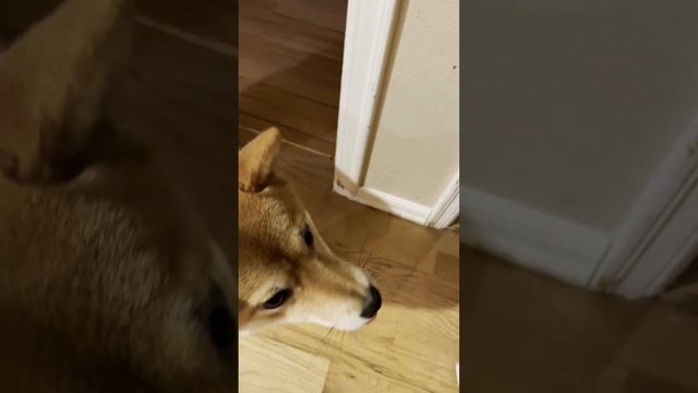 doge needs pet смотреть онлайн