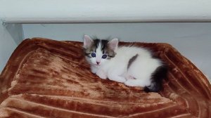 Котята забрались на крышу дома. Мама-кошка просит их слезть оттуда.