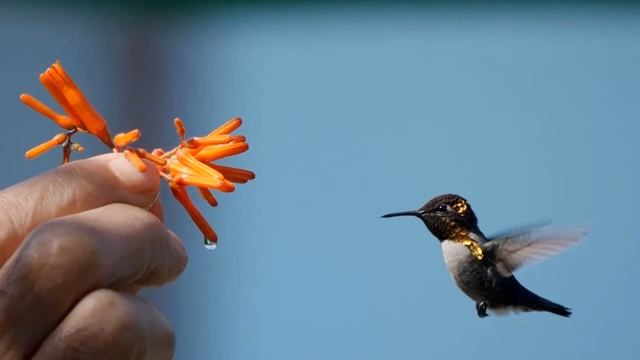 ТОП 10 САМЫХ МАЛЕНЬКИХ ЖИВОТНЫХ В МИРЕ смотреть онлайн