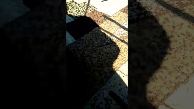 КОТ КРАСАВЧИК ОХРАНЯЕТ ДОМ.🐀🐈!!! смотреть онлайн