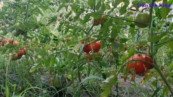 TOMATO & PAPRIKA RELAXING AMBIENT MUSIC AND VEGETABLES IN GARDEN PAPRIKA I PARADAJZ