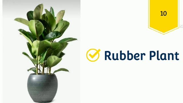 Top indoor plants India #best indoor plants for clean Air #Top 20 indoor plants #video смотреть онлайн