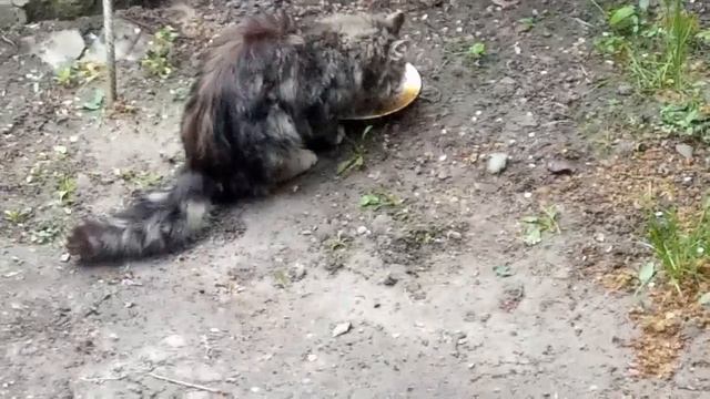 Зоопарк моего двора. Кашу едят все, и даже ёж. смотреть онлайн